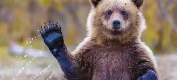 A bear stands with one paw raised, surrounded by blurred natural scenery.