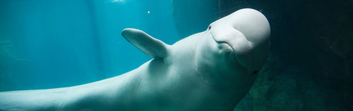 A beluga whale swims underwater, its head and one fin visible against a blue background.
